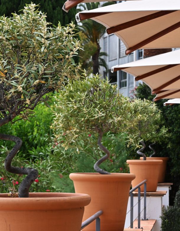 L'hôtel la Calanque au Lavandou dispose d’un jardin provençal calme et ombragé